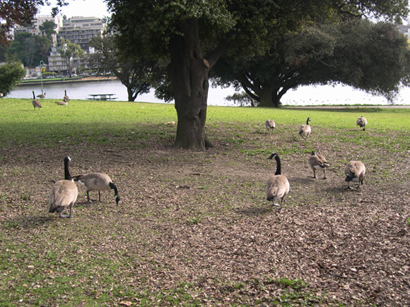 Canada geese at Lakeside Park.