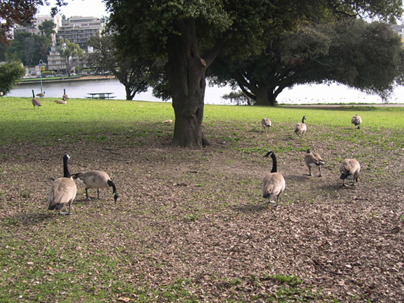 Canada geese at Lakeside Park. Canada geese at Lakeside Park.